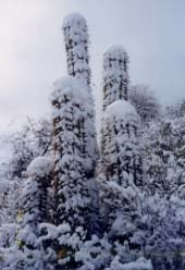 Curiosit: cactus nella neve!!!!