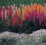 La primavera patagonica