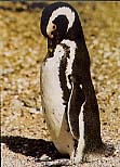 pinguino magellanicus